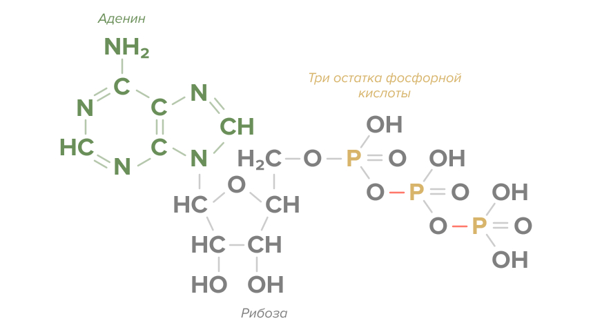 Как принимать креатин для набора мышечной массы 1